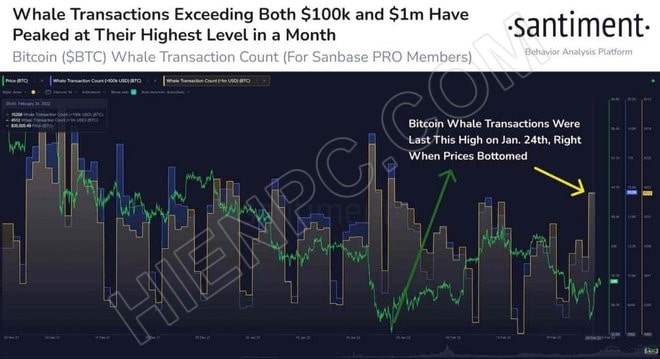 “Cá voi” bắt đáy, Bitcoin chuẩn bị tăng mạnh?