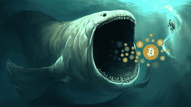 Cá voi Bitcoin đã mua 220.000 BTC kể từ tháng 12 năm 2021
