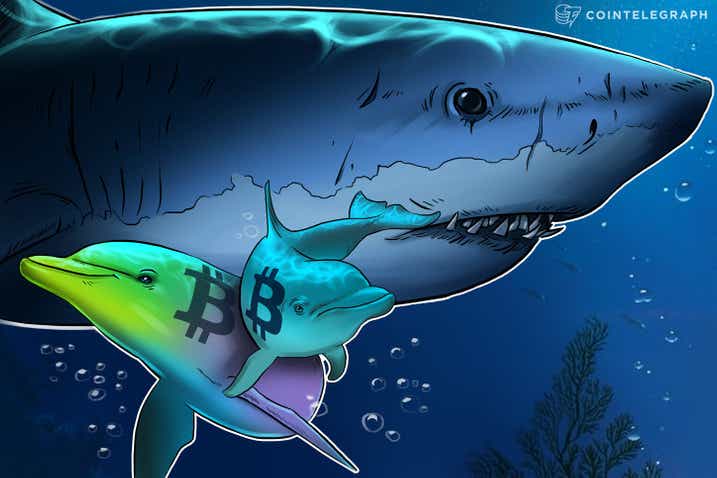 “Cá voi” và “cá” tạm dừng tích lũy Bitcoin